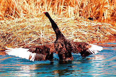 RTX 4090首次“陨落” 《蝙蝠侠》游戏中开DLSS也要卡顿